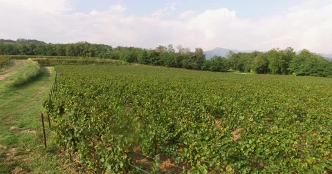 Overflight of a small vineyard ready for harvesting grapes Stock Footage 67170639