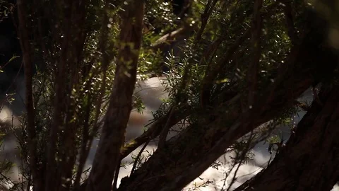 Overflow flooding form rain Stock Footage 72114101