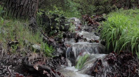 An overflowing forest stream flows fast through the grass and stones. Stock Footage 37381809