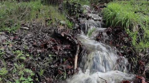 An overflowing forest stream flows fast through the grass and stones. Static sho Stock Footage 37382723