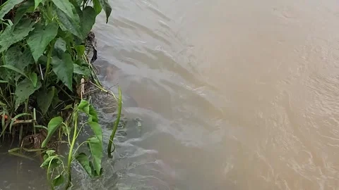 Overflowing Irrigation Channel After Heavy Rain. Stock Footage 329658571