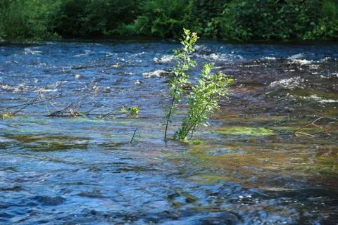 Overflowing rapid river Stock Photos