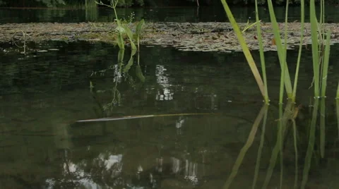 Overflowing river delta in the jungle during the rainy season. Stock Footage 65596483