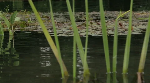 Overflowing river delta in the jungle during the rainy season. Stock Footage 65600802