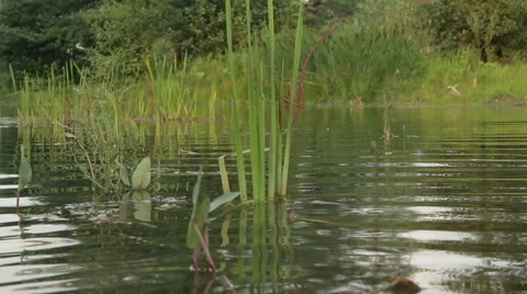 Overflowing river delta in the jungle during the rainy season. Stock Footage 65602841