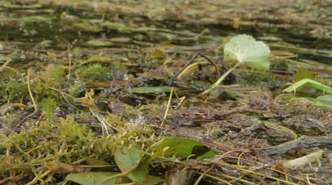 Overflowing river delta in the jungle during the rainy season. Stock Footage 65658930
