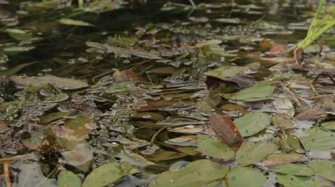 Overflowing river delta in the jungle during the rainy season. Stock Footage 65704730