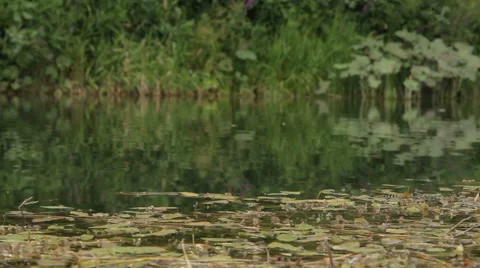 Overflowing river delta in the jungle during the rainy season. Stock Footage 65706401