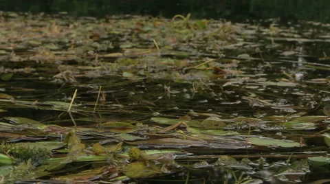 Overflowing river delta in the jungle during the rainy season. Stock Footage 65709171