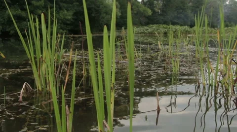 Overflowing river delta in the jungle during the rainy season. Stock Footage 65713601
