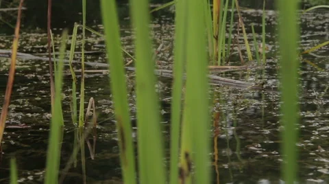 Overflowing river delta in the jungle during the rainy season. Stock Footage 65714029