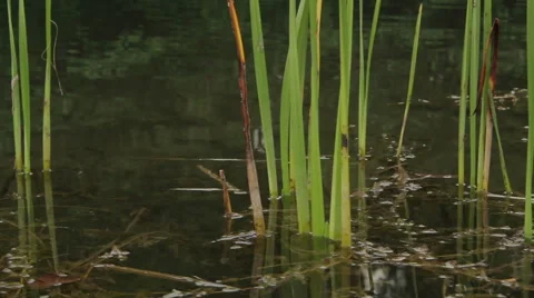 Overflowing river delta in the jungle during the rainy season. Stock Footage 65717776