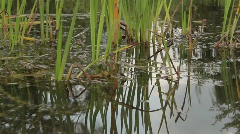 Overflowing river delta in the jungle during the rainy season. Stock Footage 65725651