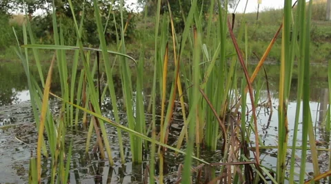 Overflowing river delta in the jungle during the rainy season. Stock Footage 65742618