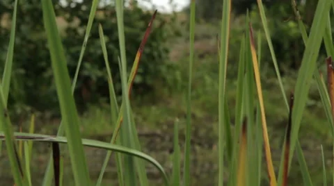 Overflowing river delta in the jungle during the rainy season. Stock Footage 65742852