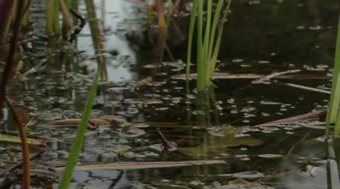 Overflowing river delta in the jungle during the rainy season. Stock Footage 65743154