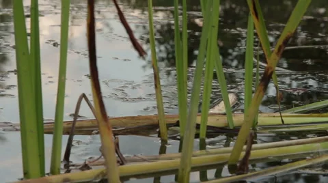 Overflowing river delta in the jungle during the rainy season. Stock Footage 65743277