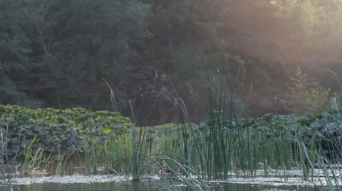 Overflowing river delta in the jungle during the rainy season. Stock Footage 65773260