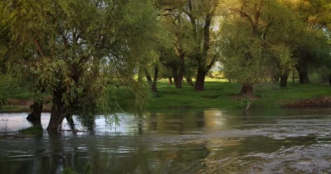 The overflowing river flooded the willow grove with cold mountain waters Stock Footage 154758599