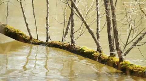 Overflowing river Stock Footage 707770