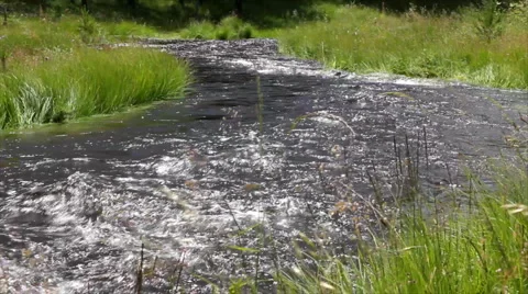 Overflowing Stream Stock Footage 1033996