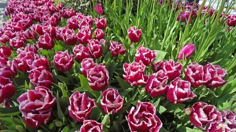 Overfly a variety of red tulips 스톡 동영상 49802199
