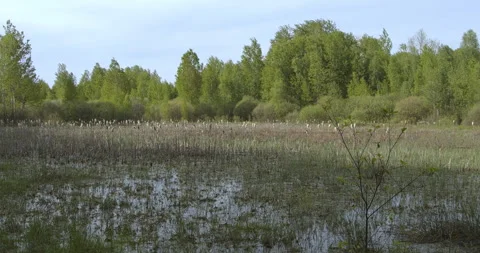 An overgrowing forest pond. Video stock 276867094