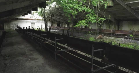 Overgrown Abandoned Barn Interior in Belarus Reserve Stock Footage 346397397