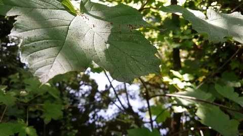 An overgrown area with leaves on the river Thames in England, 4K Stock Footage 111484428
