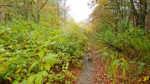 Overgrown Autumn Forest Path Stock Footage 316911585