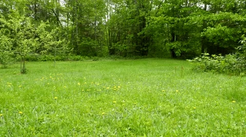 Overgrown back yard with dandelion pollen floating in air Stock Footage 51025935