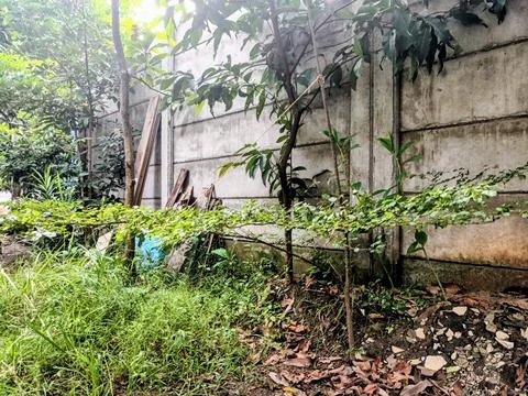 Overgrown Backyard Corner Stock Photos