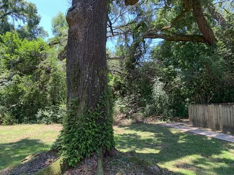Overgrown Backyard in an Urban Setting Foto stock