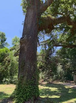 Overgrown Backyard in an Urban Setting Stock Photos