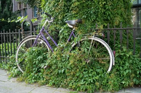 Overgrown bicycle Stock Photos