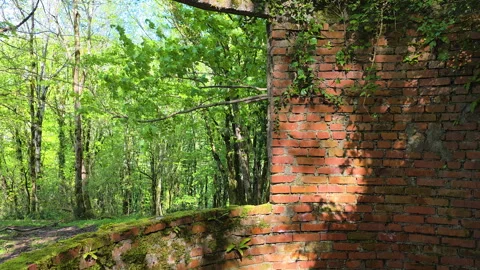 Overgrown brick wall from an old building ruin surviving in a vibrant green Video stock 336171285