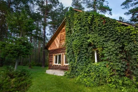 Overgrown cabin in the forest Stock Photos