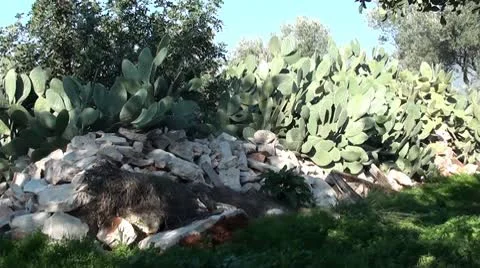 Overgrown cacti Stock Footage 10746930