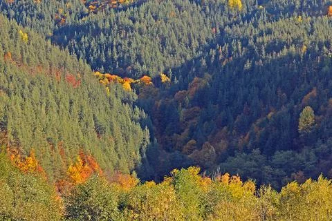 Overgrown canyon in the fall Stock Photos