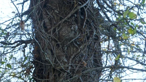 Overgrown Cemetery pan down tree to hidden stone Video stock 92501982