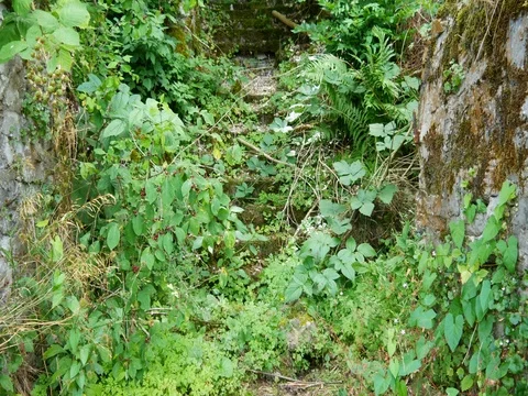 An overgrown concrete staircase Stock Footage 77711979