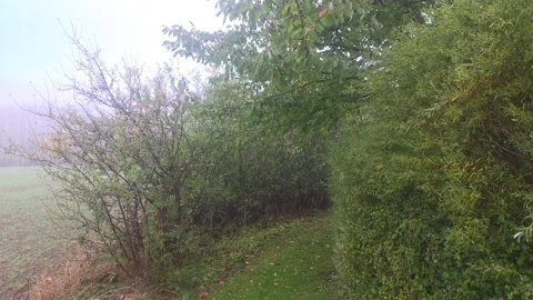 Overgrown Dark Pathway Winding Between Thick Countryside Bushes Stock Footage 348038143