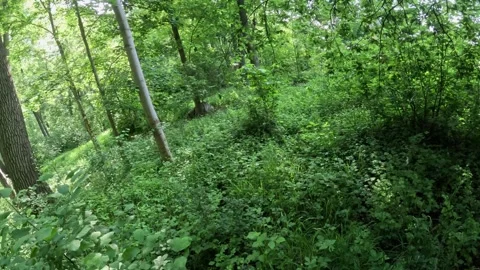 Overgrown deciduous forest seen from photographer POV, hands moving leaves .. Stock Footage 314129869