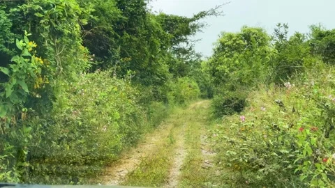 Overgrown Dirt Pathway Stock Footage 296353775