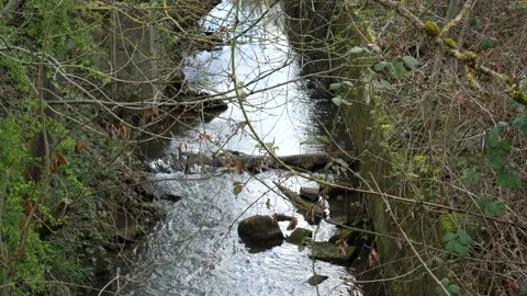 Overgrown flowing stream Stock Footage 153606728