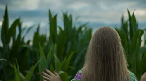 Overgrown Foliage of Corn Stock Footage 67460730