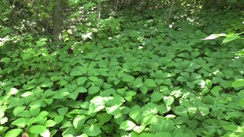 An overgrown forest clearing Видео 159877227