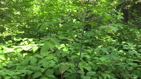 An overgrown forest clearing Видео 159877631