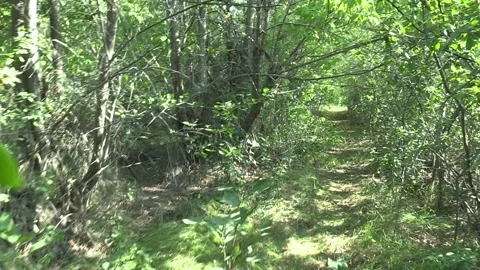 An overgrown forest path №2 Видео 159878771