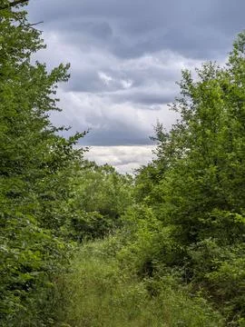 Overgrown forest path beneath dramatic cloudy sky 스톡 사진